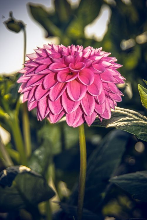 dahlia blossom bloom