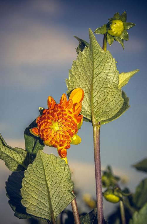 dahlia blossom bloom