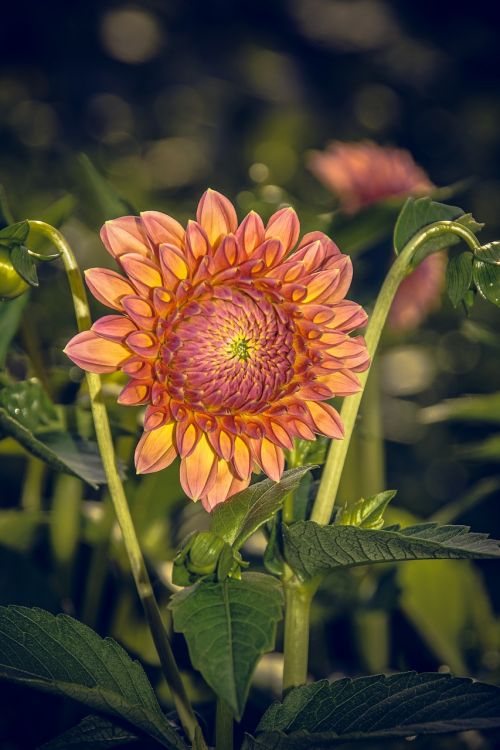 dahlia blossom bloom