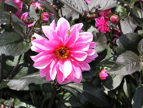 dahlia pink flowers