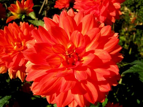 dahlia flowers red