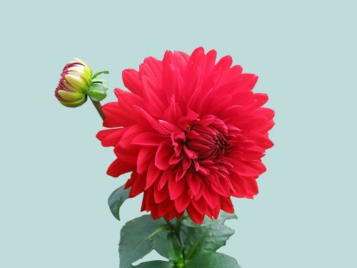 dahlia red autumn