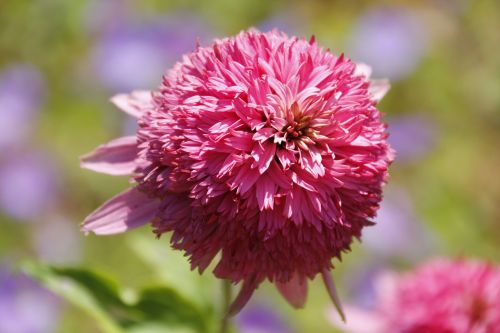 dahlia blossom bloom