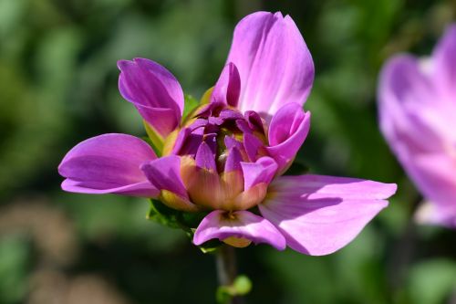 dahlia bud pink