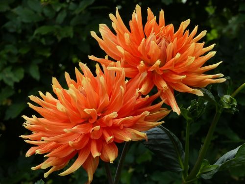 dahlia plant flowers