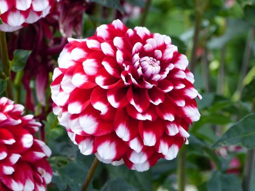 dahlia flowers red