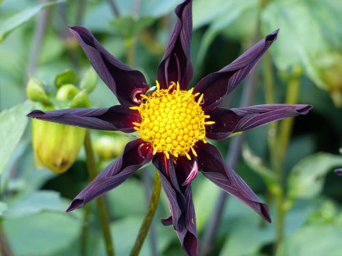 dahlia flower bud