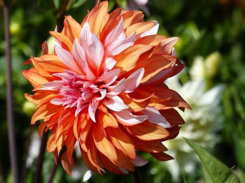 dahlia orange white