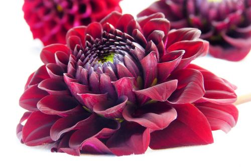 dahlia blossom bloom