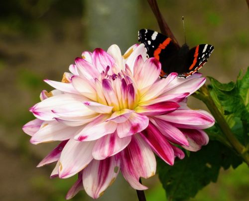 dahlia flower garden