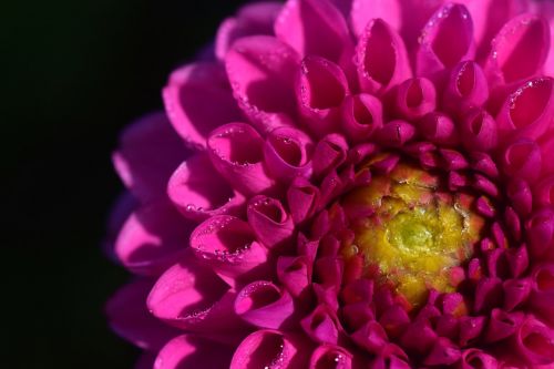 dahlia pink flora