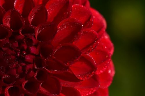 dahlia red pink