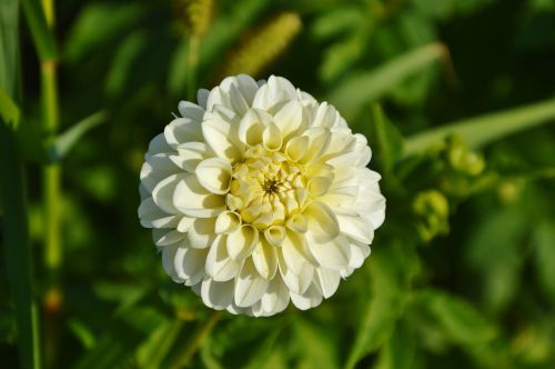 dahlia dahlia flower flower