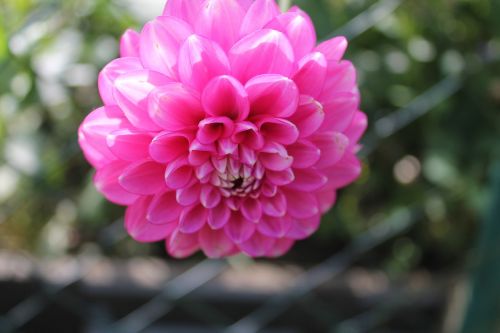 dahlia flower pink