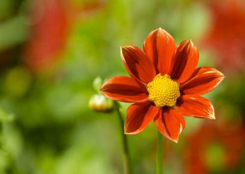 dahlia blossom bloom