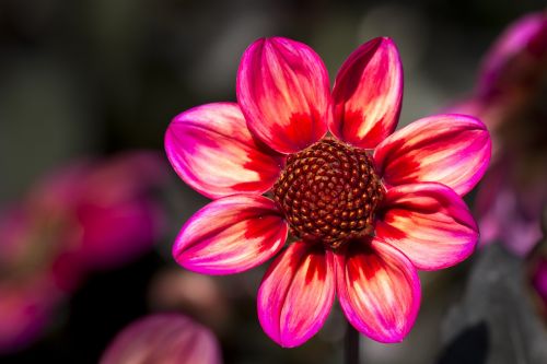 dahlia blossom bloom