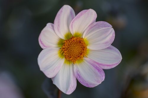 dahlia blossom bloom