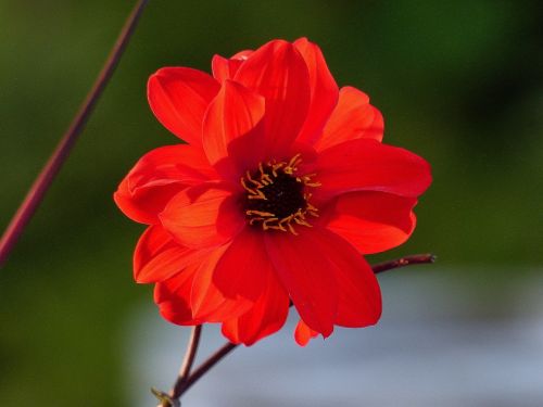 dahlia red plant