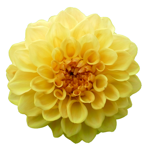 dahlia dahlia flower yellow