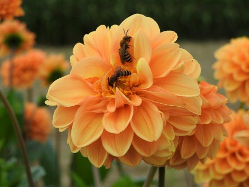 dahlia orange bee