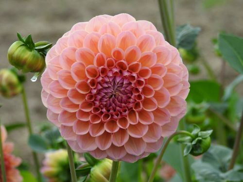 dahlia pink flower