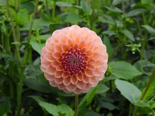 dahlia orange flower