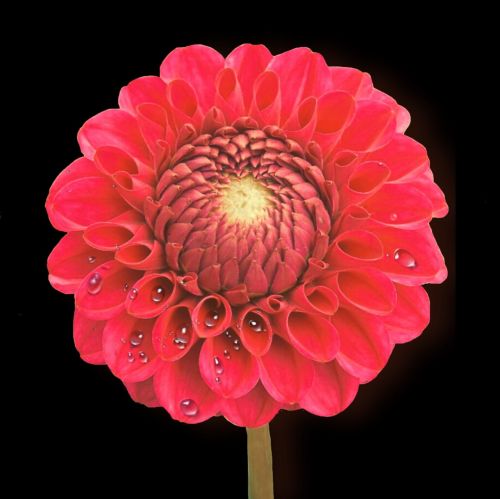 dahlia red drip