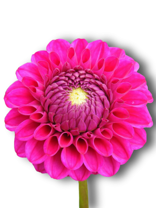 dahlia pink flower