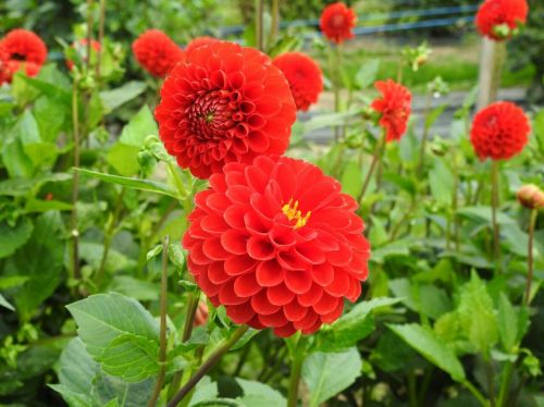 dahlia red blossom