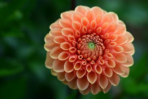 dahlia salmon flower garden