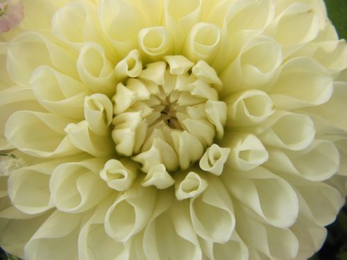 dahlia white cream