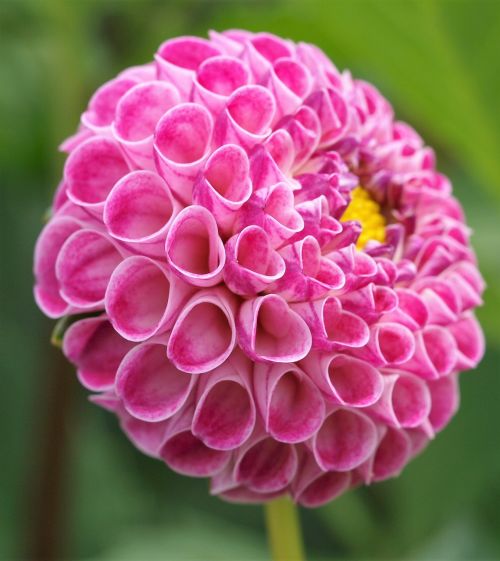 dahlia pompom flower