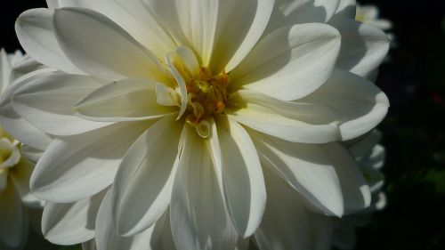 dahlia flower blossom