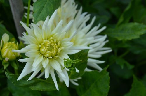 dahlia playa blanca cactus dahlia