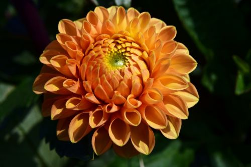 dahlia orange flower