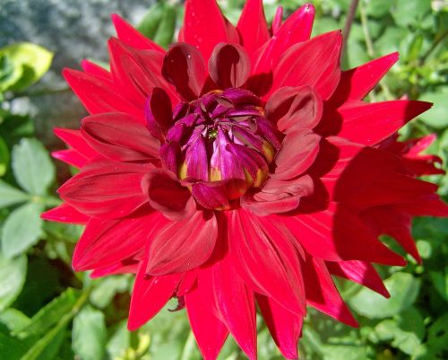 dahlia red flower summer flower