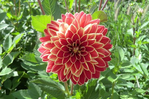 dahlia flower blossom