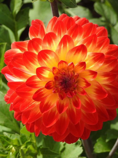 dahlia orange flowers