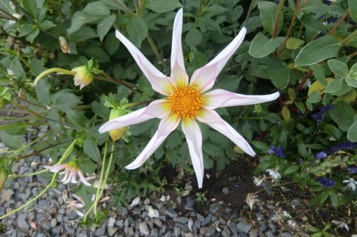 dahlia flower blossom