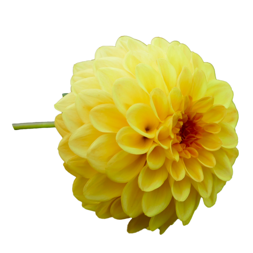 dahlia dahlia flower yellow