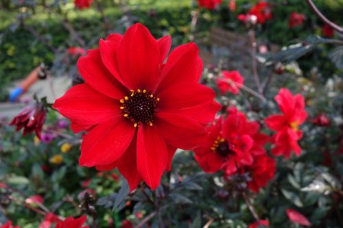 dahlia flower nature