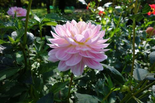 dahlia flower nature