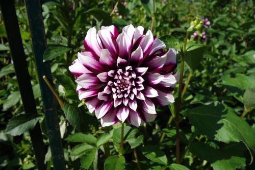 dahlia flower nature