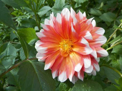 dahlia flower garden