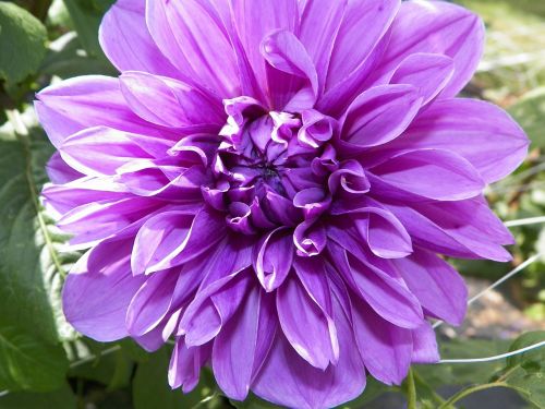dahlia lilac floral