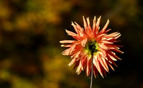 dahlia back flower