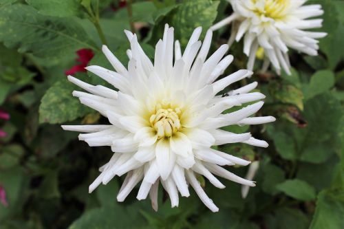 dahlia autumn flower