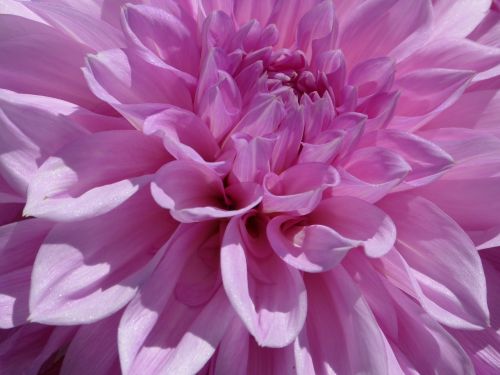 dahlia pink blossom