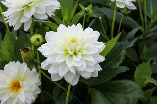 dahlia plant white