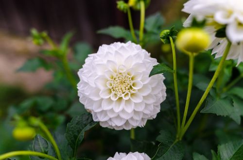 dahlia floral flower